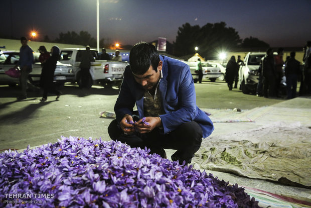 Farmers start getting in Saffron