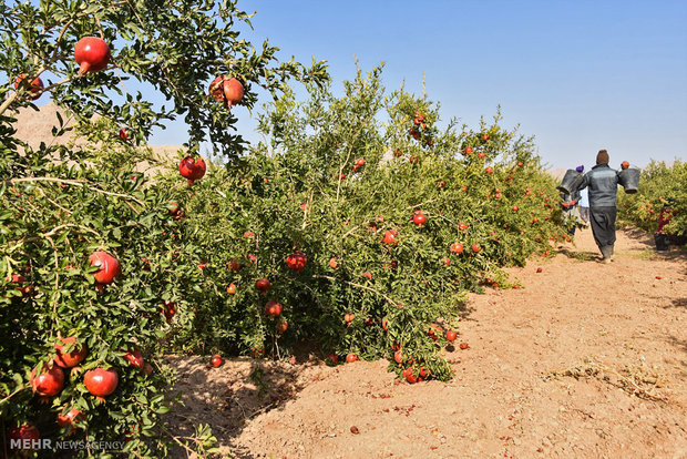 برداشت یاقوت سرخ از مزارع شهرضا‎