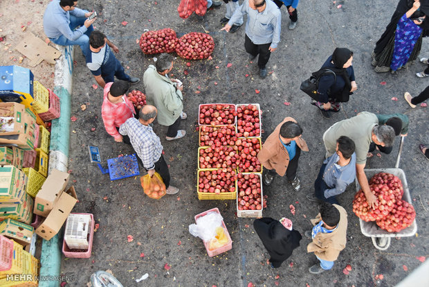 برداشت یاقوت سرخ از مزارع شهرضا‎