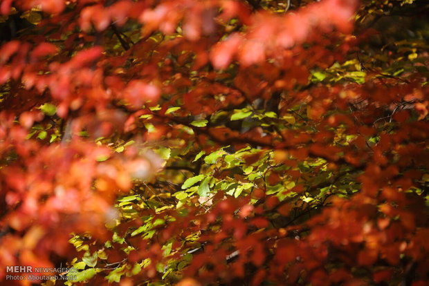 Colorful autumn of Golestan forest