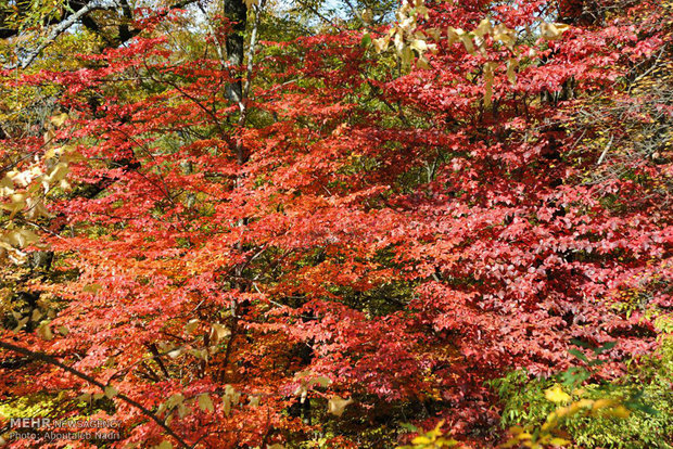 Colorful autumn of Golestan forest