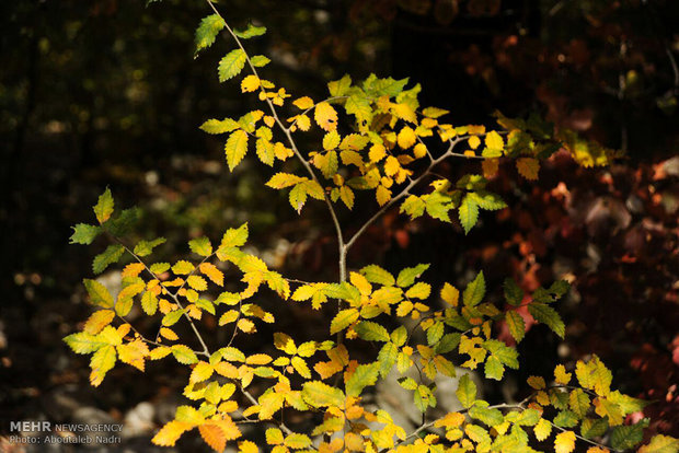 Colorful autumn of Golestan forest