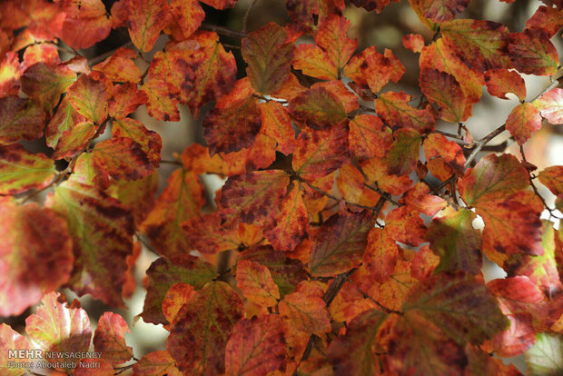 Colorful autumn of Golestan forest