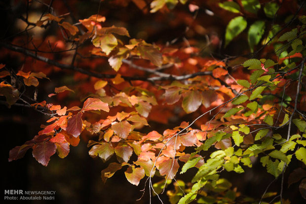 Colorful autumn of Golestan forest