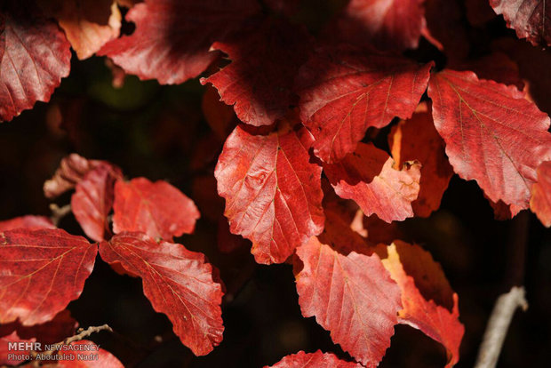 Colorful autumn of Golestan forest