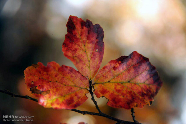 Colorful autumn of Golestan forest