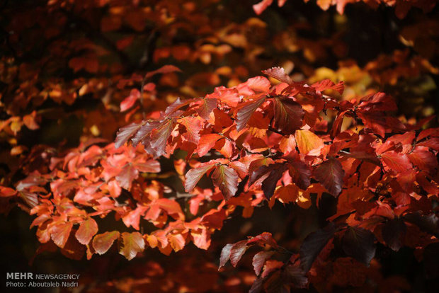 Colorful autumn of Golestan forest