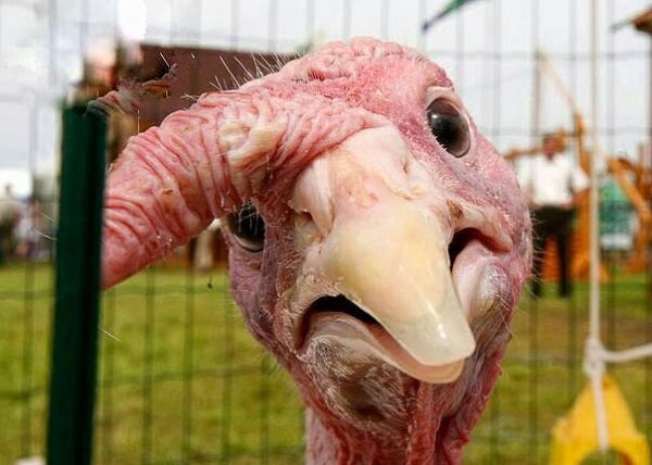 درآمد قابل قبول با پرورش «بوقلمون» درآمد قابل قبول با پرورش «بوقلمون»