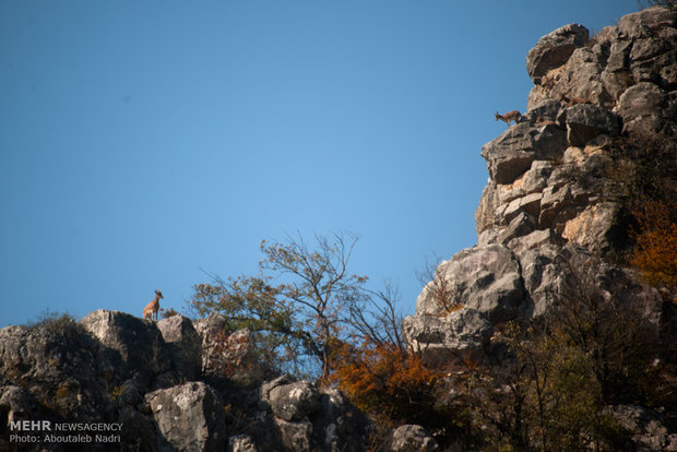 Wildlife in Golestan forest