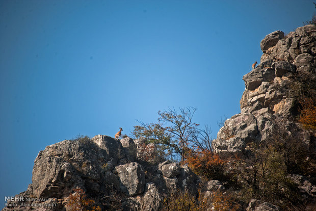 آبشار ۷۰متری و برکه سحرانگیز سولوکلی/رقص عیدانه آهوان تمامی ندارد