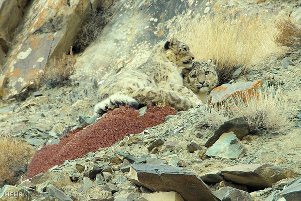 حیوانات کوهستان‎