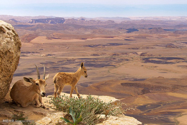 حیوانات کوهستان‎