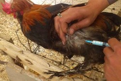 ۳۹ هزار قطعه پرنده بومی تالش در برابر بیماری«نیوکاسل»واکسینه شدند