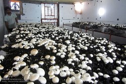 پرداخت ۷۵ میلیون تومان تسهیلات پرورش قارچ در رزن