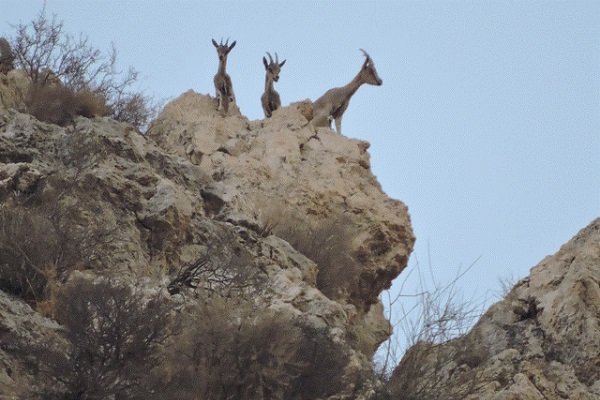 سرشماری پستانداران در مناطق حفاظت شده استان بوشهر انجام شد