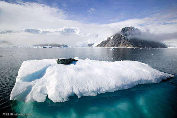 تصاویری از قطب شمال و جنوب