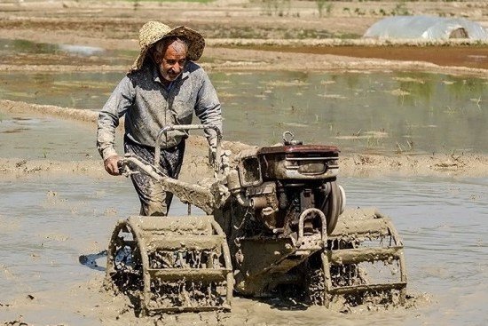 آغاز برنجکاری در مازندران؛ گرانی برنج در فصل کشت