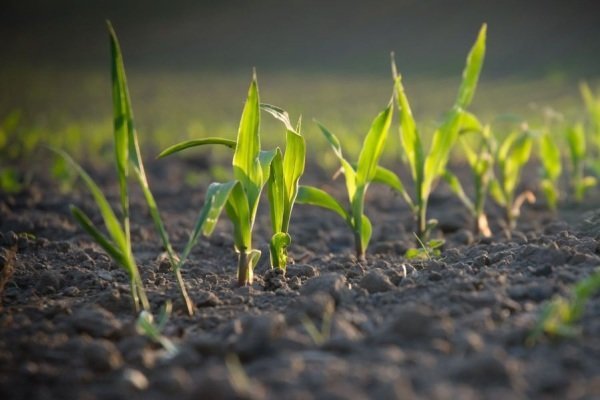 امنیت غذایی کشور با غنی‌سازی خاک تامین شد