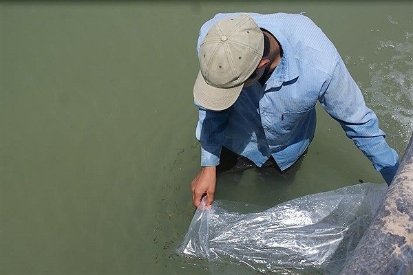 رهاسازی بچه ماهیان استخوانی در رودخانه های گلستان آغاز شد
