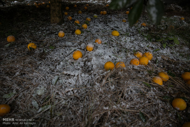 خسارت دیدن باغات مرکبات مازندران از بارش برف پاییزی