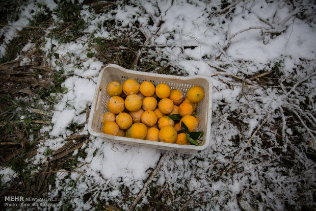خسارت دیدن باغات مرکبات مازندران از بارش برف پاییزی
