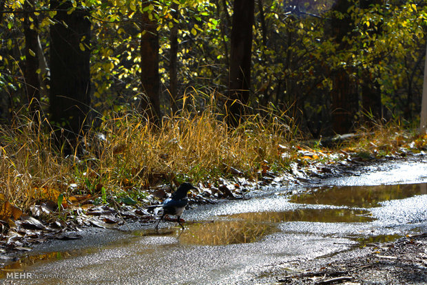 Khansar's autumn nature