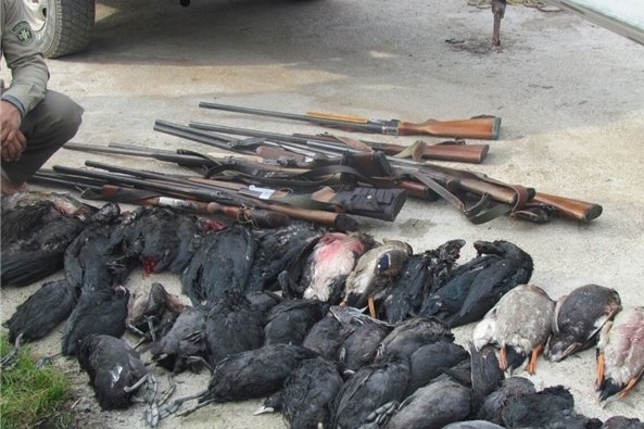 ۱۶ شکارچی غیرمجاز در شهرستان البرز دستگیر شدند