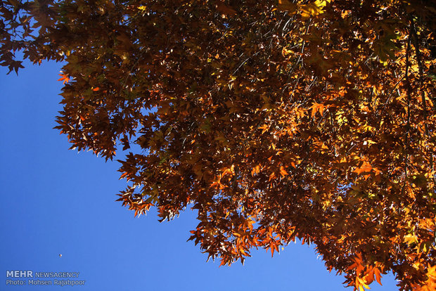 Autumn nature in Shazdeh Garden