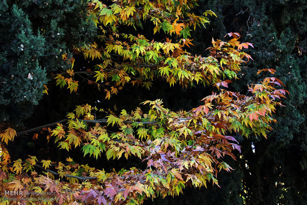 Autumn nature in Shazdeh Garden