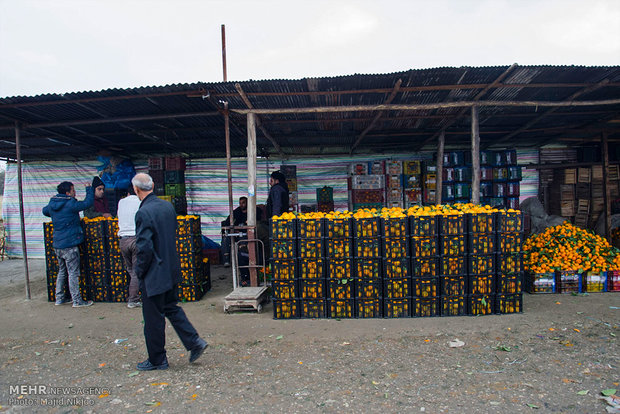 آشفته بازار مرکبات در مازندران
