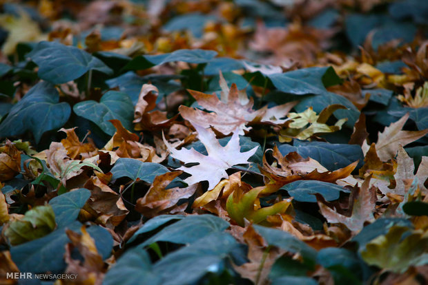 Autumn in Isfahan