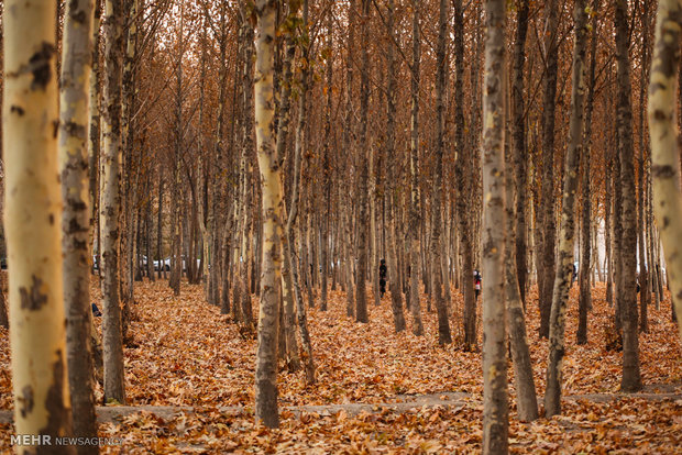 Autumn in Isfahan