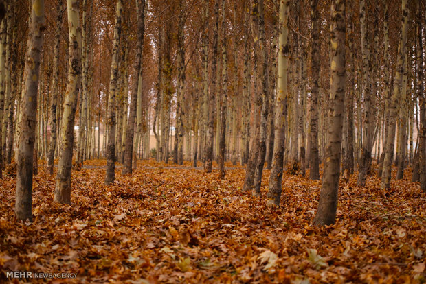 Autumn in Isfahan