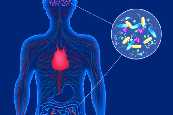 پارکینسون از تشکیل پروتئینی در روده آغاز می شود پارکینسون از تشکیل پروتئینی در روده آغاز می شود