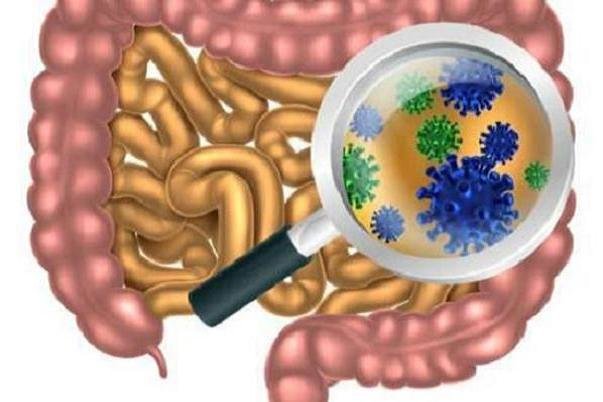 ویروس های روده به افزایش طول عمر افراد کمک می کنند