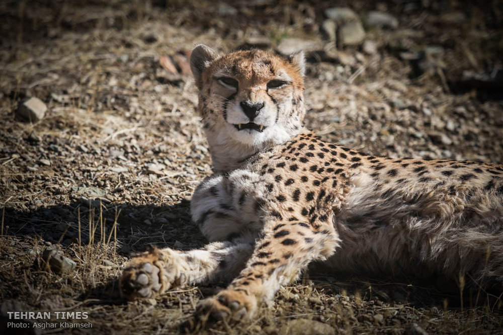 Tehran Times - December 4 marking Intl. Cheetah Day: World's fastest land  animal is racing against extinction