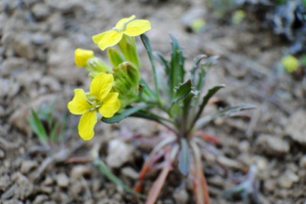 رازهای درمانی خاکشیر از نگاه طب ایرانی رازهای درمانی خاکشیر از نگاه طب ایرانی