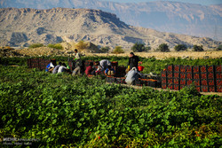 بردخون قطب کشاورزی جنوب در استان بوشهر است/ خروج از کشت تک‌محصولی