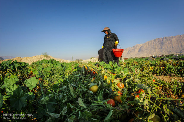 قطب تولید گوجه‌فرنگی کشور اسیر مشکلات متعدد/ کشاورزان حمایت شوند