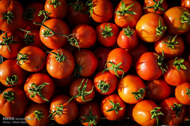 ۵۶۰ هزار تن گوجه‌فرنگی در استان بوشهر برداشت می‌شود