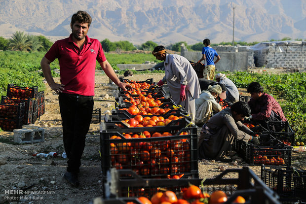 کاهش قیمت گوجه‌فرنگی کشاورزان آبدانی را خانه‌نشین می‌کند