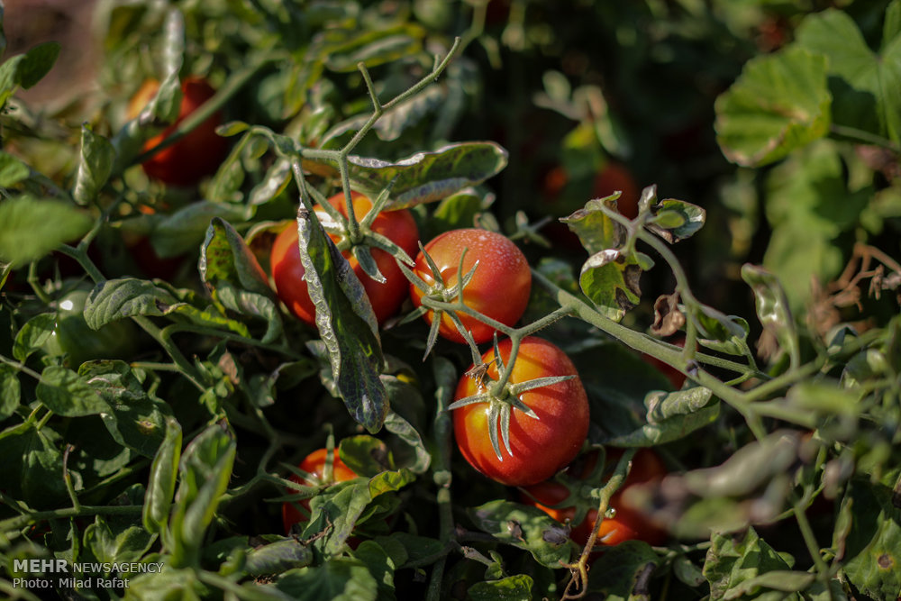 آغاز کشت گوجه فرنگی «خارج از فصل» در شهرستان مهر