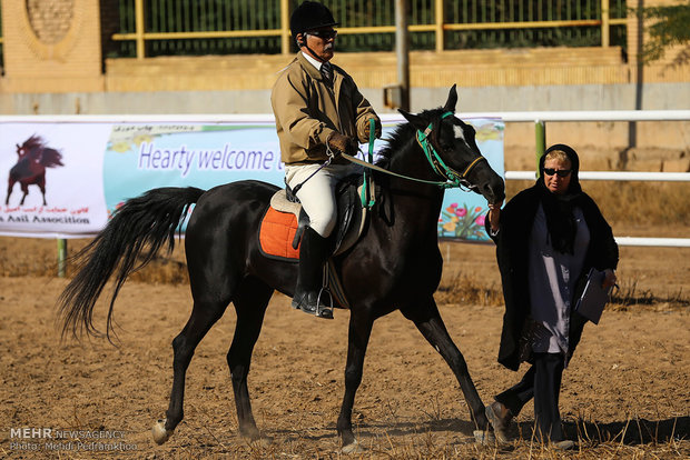 Racing horse skill show 