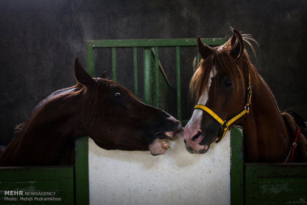 Racing horse skill show 