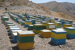 ۱۵۰۰ نفر در بخش پرورش زنبور عسل فعالیت می کنند