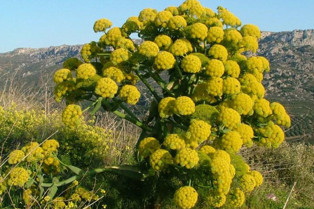 رشد ۳۰ درصدی سطح زیر کشت باریجه در فیروزکوه