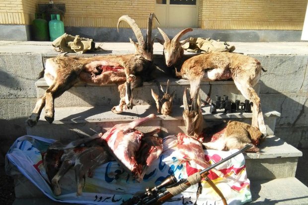۱۳ شکارچی متخلف در قزوین دستگیر شدند