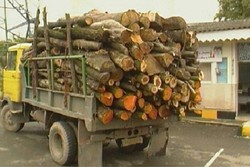 ۲۳ اصله انواع چوب جنگلی قاچاق در لاهیجان کشف و ضبط شد