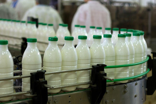کارخانجات شیر را ارزان می‌خرند/دولت پول دامداران را نداد 