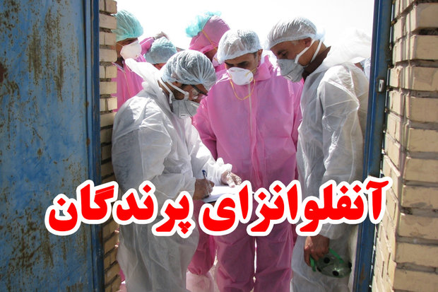 رهایی ایران از چنگال آنفلوانزا/صادرات مرغ همچنان متوقف است 